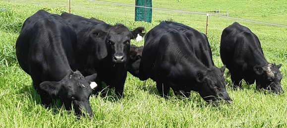 Granja de 4 dormitorios en Thornville, Australia No. 1047 3