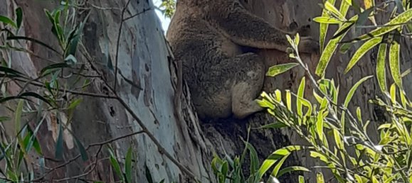 Granja de 4 dormitorios en Thornville, Australia No. 1047 10