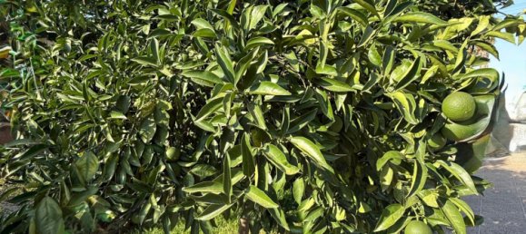 3 Schlafzimmer Haus in Cordoba, Spain, Nr. 145941 30