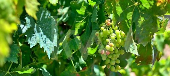 5 غرف نوم تاون هاوس في Setubal, Portugal رقم 60186 39