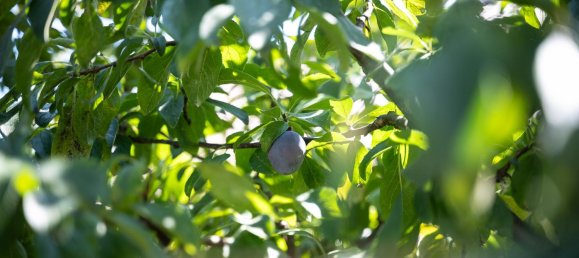 4 bedrooms House in Dachau, Germany No. 289033 11