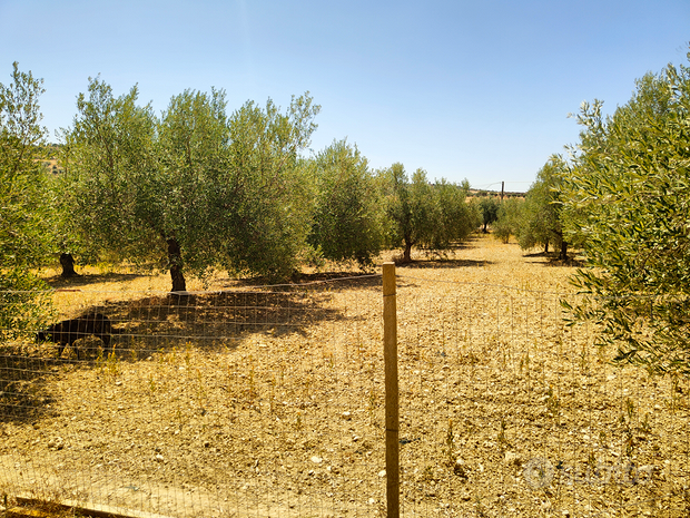  قطعة أرض في Rosolini, Italy 16000متر مربع رقم 309652