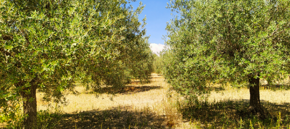  قطعة أرض في Rosolini, Italy 16000متر مربع رقم 309652 5