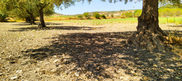  قطعة أرض في Rosolini, Italy 16000متر مربع رقم 309652 6