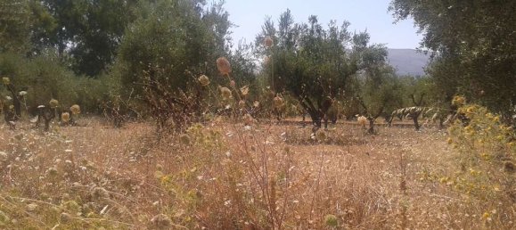 Propriété commerciale à Zakynthos, Greece No. 493 13