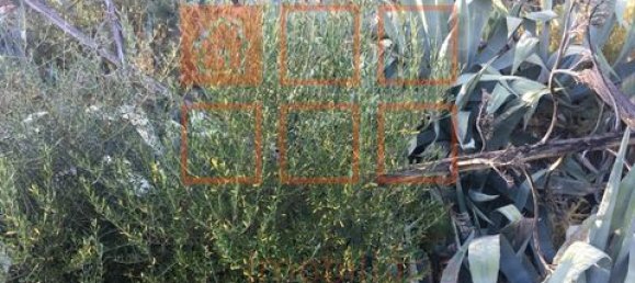 2 chambres Villa à Loule, Portugal No. 150667 7