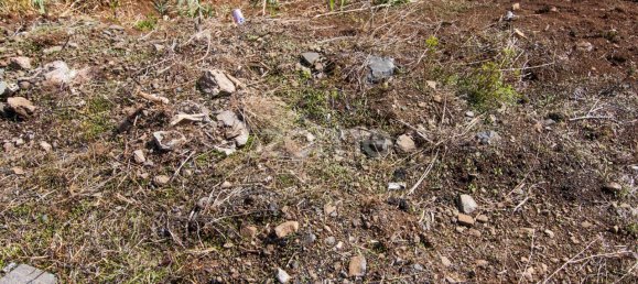 6000m² Land in Funchal, Portugal No. 89523 4