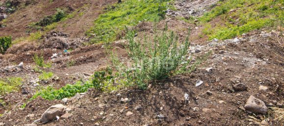 6000m² Land in Funchal, Portugal No. 89523 7