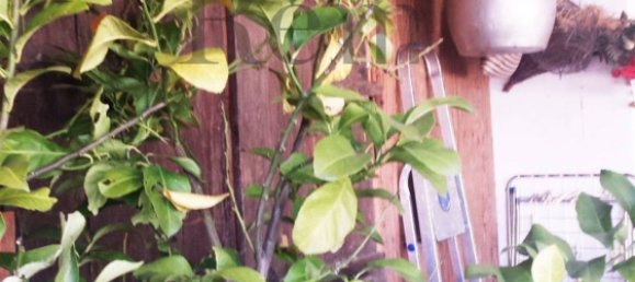 10غرفة فيلا في San Biagio di Callalta, Italy رقم 129349 25