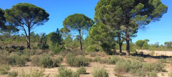 91500m² Land in Alcacer do Sal, Portugal No. 218691 12