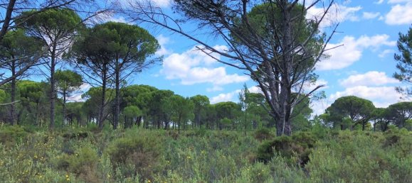 91500m² Land in Alcacer do Sal, Portugal No. 218691 13