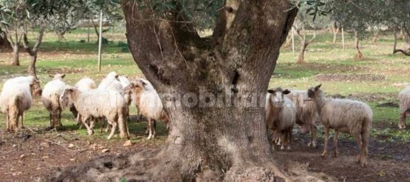 5-Zimmer Hotel in Ceglie Messapica, Italy, Nr. 235296 3