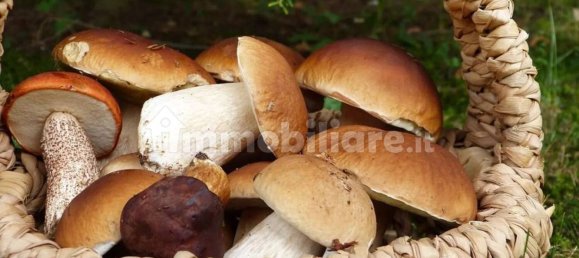 5 غرف نوم منزل في Fabbriche di Vergemoli, Italy رقم 325573 7