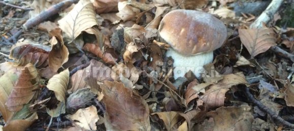 5 غرف نوم منزل في Fabbriche di Vergemoli, Italy رقم 325573 5