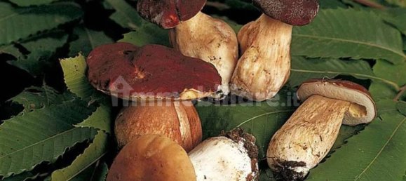 5 غرف نوم منزل في Fabbriche di Vergemoli, Italy رقم 325573 6