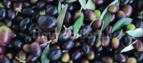 5 غرف نوم منزل في Fabbriche di Vergemoli, Italy رقم 325573 13