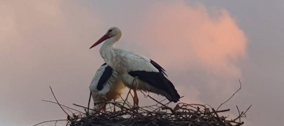 5-Zimmer Gebäude in Prignitz, Germany, Nr. 27230 25