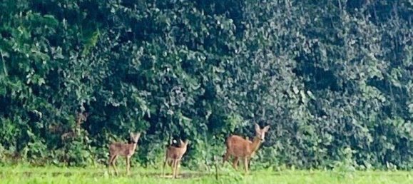 10 rooms Villa in Ehrenhausen an der Weinstrasse, Austria No. 40661 38