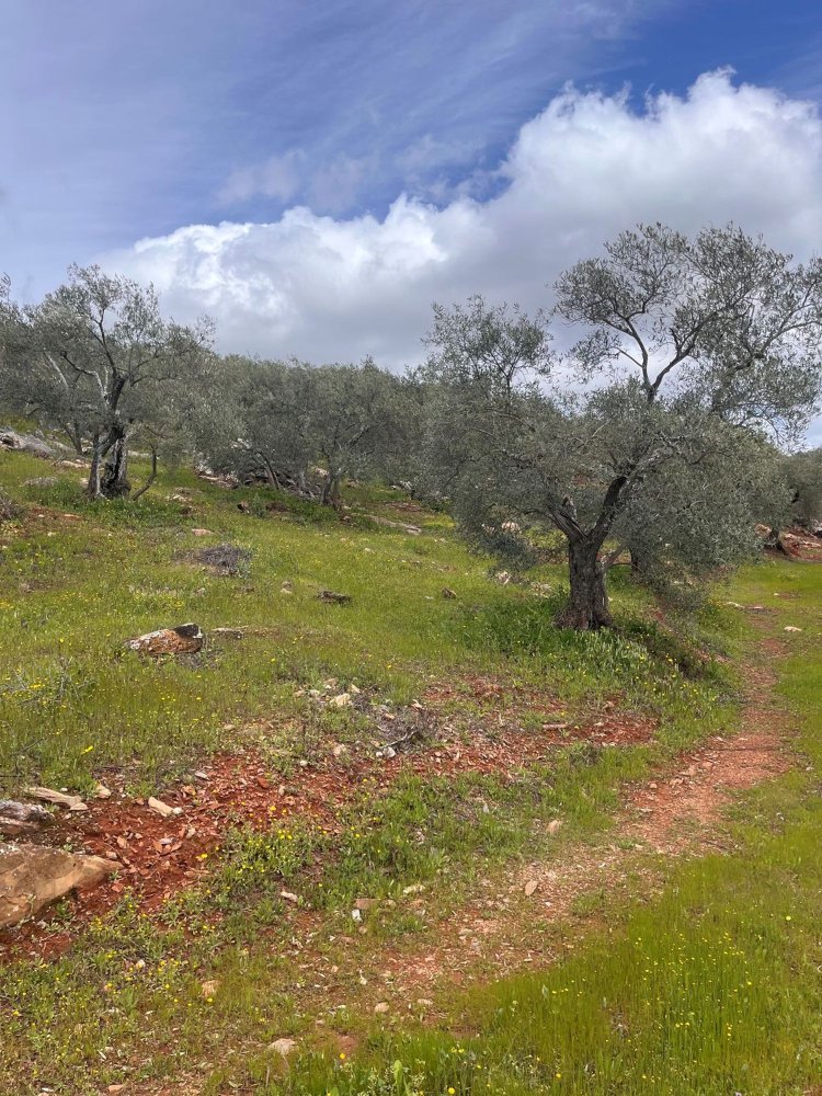 Terreno em Andalusia, Spain N.º 251251