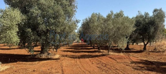 3 rooms House in Ostuni, Italy No. 263824 14