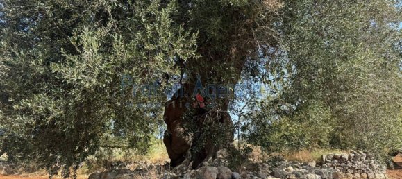 3 rooms House in Ostuni, Italy No. 263824 12