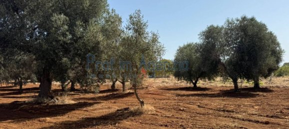 3 rooms House in Ostuni, Italy No. 263824 18