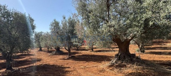 3 rooms House in Ostuni, Italy No. 263824 2