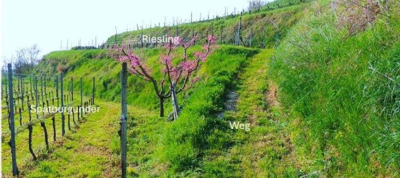 Grundstück in Breisgau-Hochschwarzwald, Germany 2318m², Nr. 311061 13