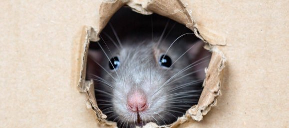 Apartamento de 2 habitaciónes en Penzing, Austria No. 84261 50