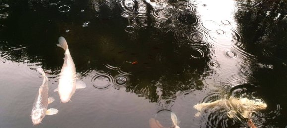 4 Schlafzimmer Haus in Mainz, Germany, Nr. 88450 6