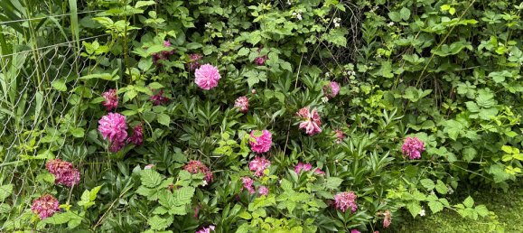 3 bedrooms House in Gussing, Austria No. 130079 33