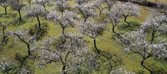  Land in Ibiza, Spain No. 163702 2