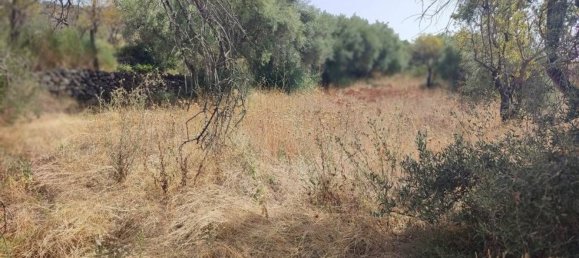 Terreno em Santa Maria di Licodia, Italy 4320 m² N.º 170035 4