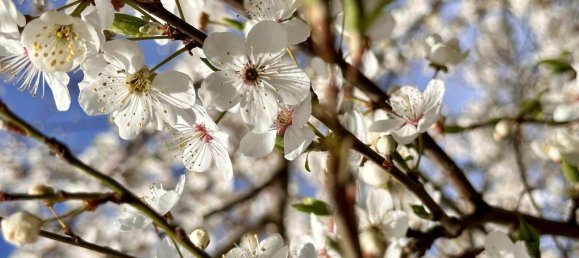 4-salle Maison à Vorpommern-Greifswald, Germany No. 212451 16