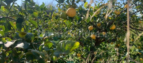  قطعة أرض في Ficarazzi, Italy 850متر مربع رقم 62435 7