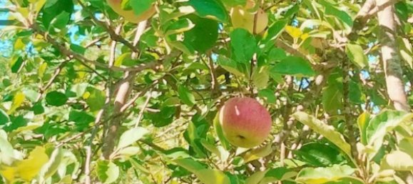 قطعة أرض في Cava de' Tirreni, Italy رقم 363852 17