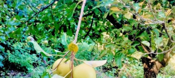 قطعة أرض في Cava de' Tirreni, Italy رقم 363852 15