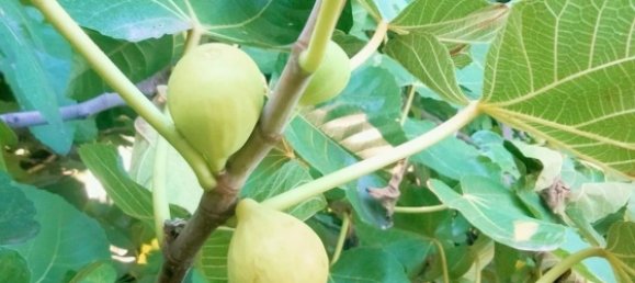 قطعة أرض في Cava de' Tirreni, Italy رقم 363852 12