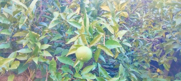 قطعة أرض في Cava de' Tirreni, Italy رقم 363852 3