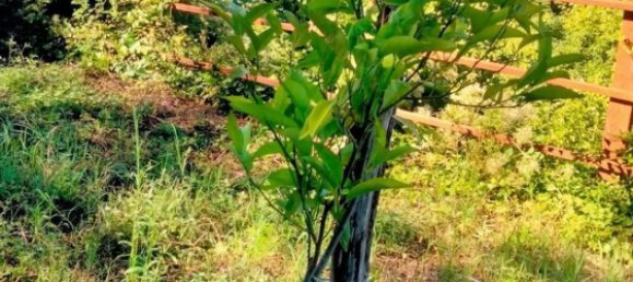 قطعة أرض في Cava de' Tirreni, Italy رقم 363852 9