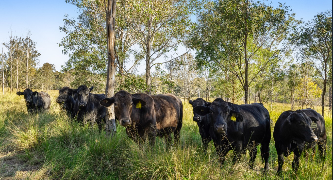 404686m² Land in Crows Nest, Australia No. 42