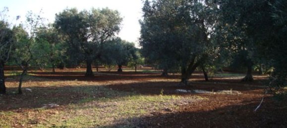 استوديو في San Vito dei Normanni, Italy رقم 75692 10