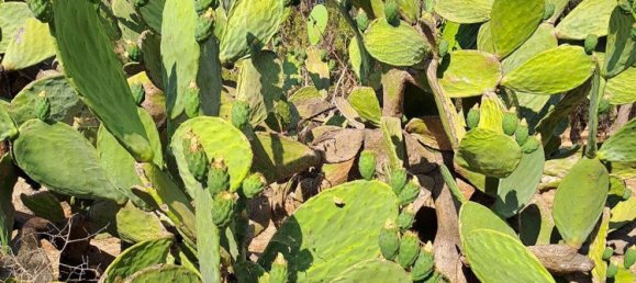 استوديو في San Vito dei Normanni, Italy رقم 75692 9