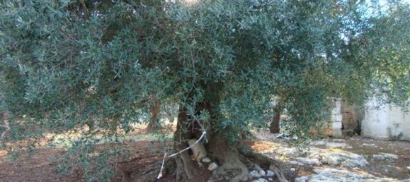 استوديو في San Vito dei Normanni, Italy رقم 75692 8