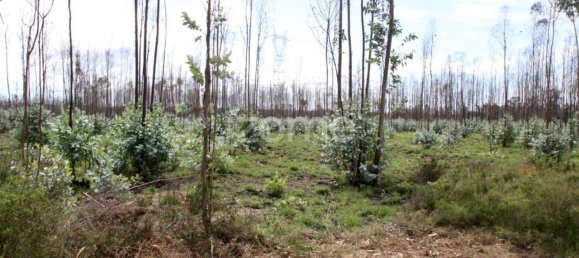 44600m² Land in Albergaria a Velha, Portugal No. 69220 13