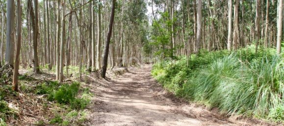 44600m² Land in Albergaria a Velha, Portugal No. 69220 5