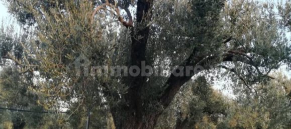 Terrain à Acquedolci, Italy 8450m² No. 335110 5