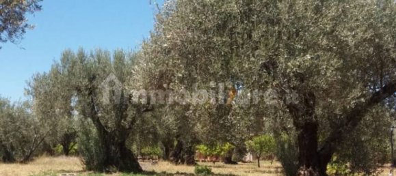 Terrain à Acquedolci, Italy 8450m² No. 335110 13