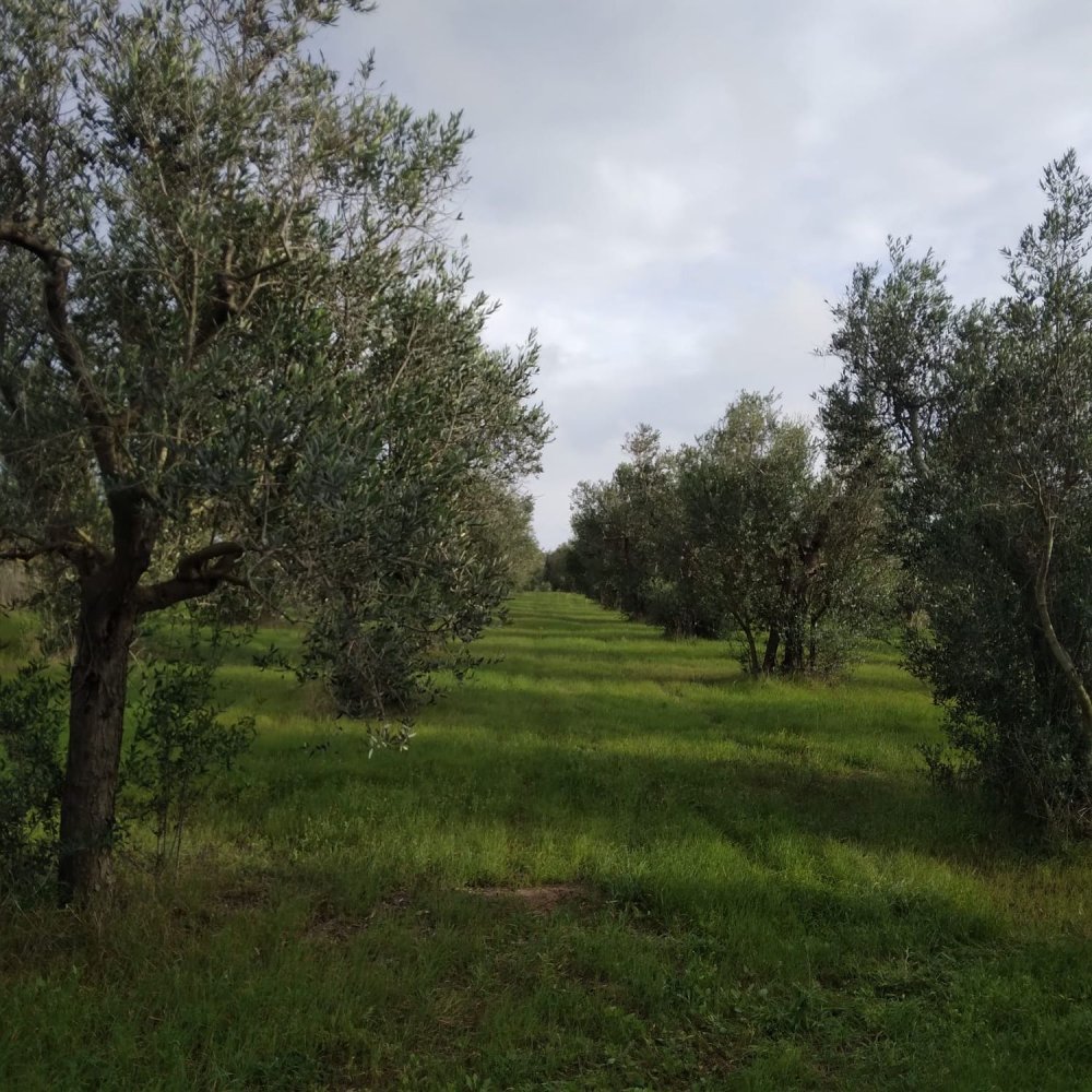 Земельный участок 4300м² в Minervino di Lecce, Италия № 255188