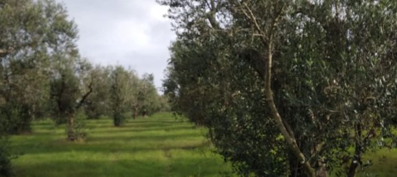 Земельный участок 4300м² в Minervino di Lecce, Италия № 255188 6